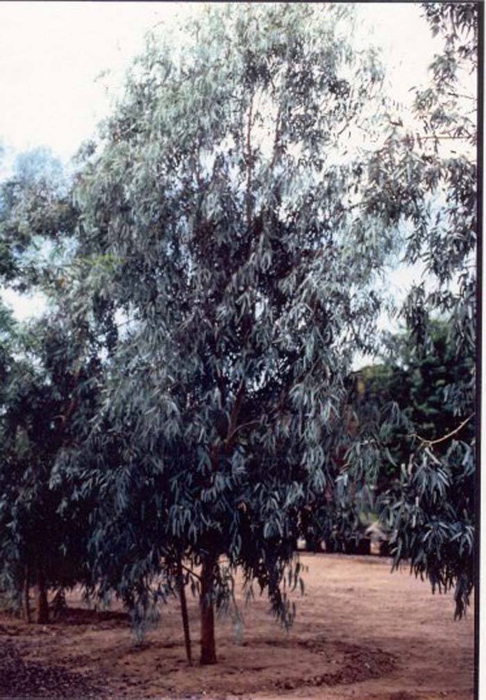 Plant photo of: Eucalyptus microtheca 'Blue Ghost'