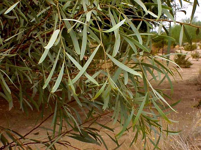 Plant photo of: Acacia jennerae