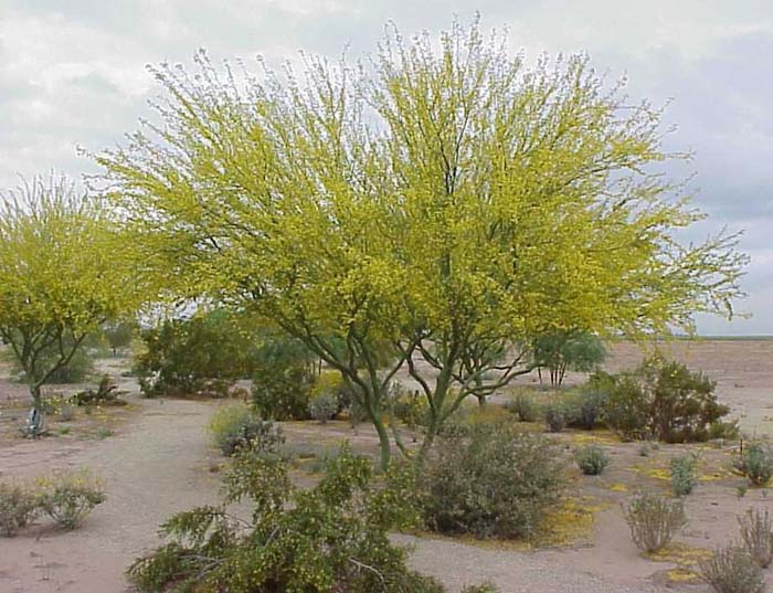 Plant photo of: Parkinsonia praecox 'AZT'