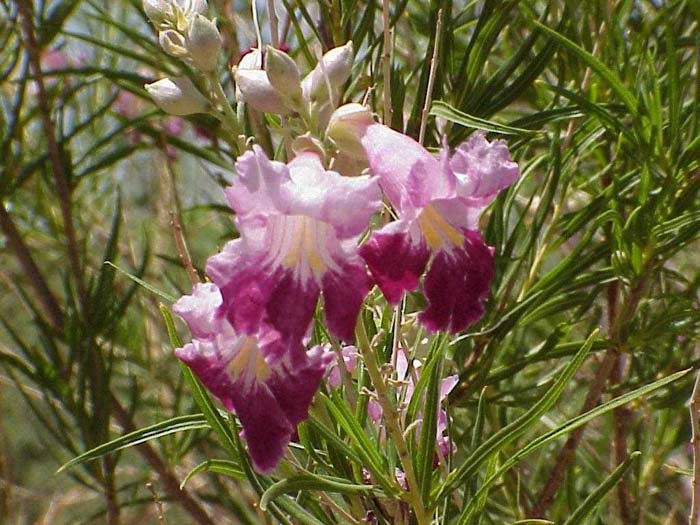 Plant photo of: Chilopsis linearis 'AZT Bi-Color'