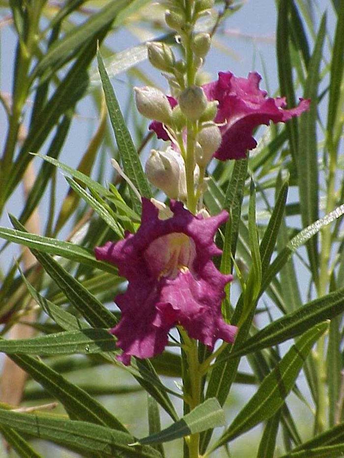 Plant photo of: Chilopsis linearis 'AZT Desert Amethyst'