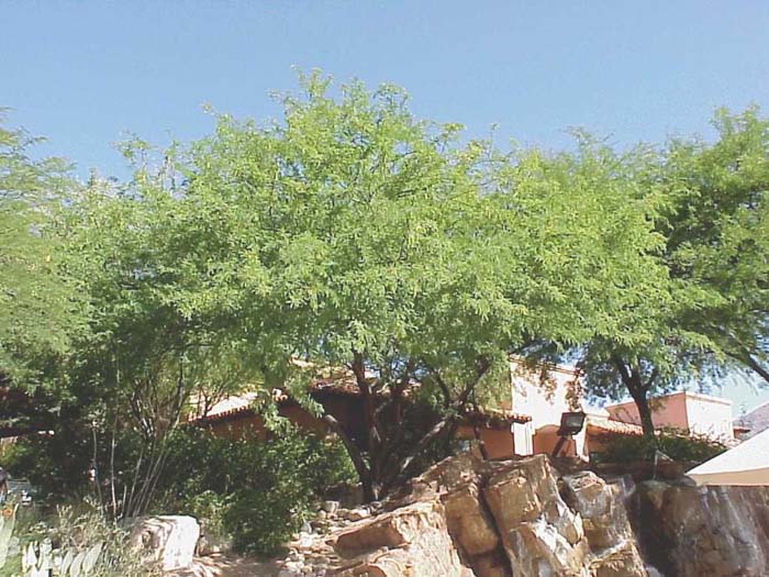 Plant photo of: Prosopis thornless hybrid 'AZT'