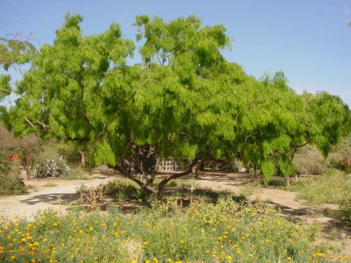 Plant photo of: Prosopis glandulosa thornless 'AZT'