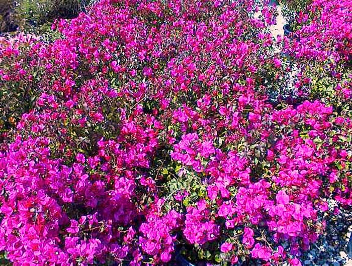 Plant photo of: Bougainvillea spectablis 'Temple Fire'