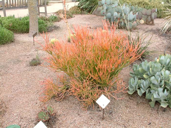 Plant photo of: Euphorbia tirucalli 'Sticks on Fire'