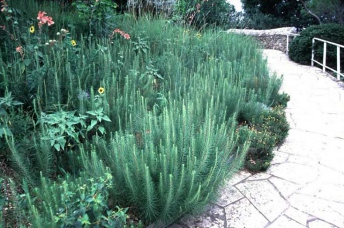 Plant photo of: Liatris mucronata