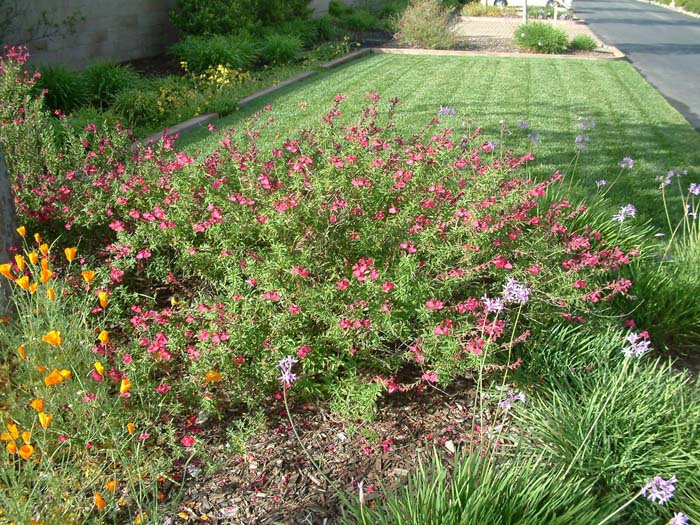 Plant photo of: Salvia greggii