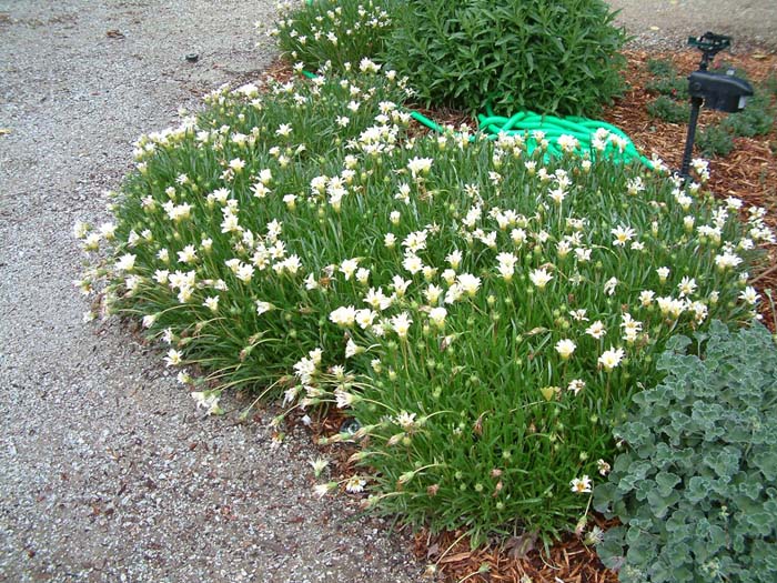 Plant photo of: Gazania 'Trailing White'