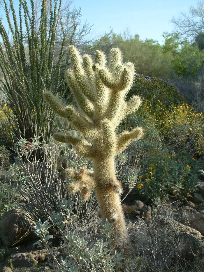 Plant photo of: Cylindropuntia bigelovii