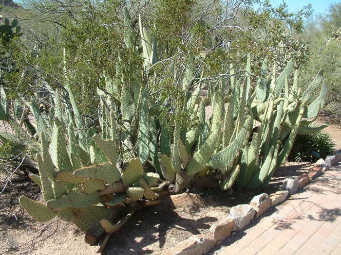 Plant photo of: Opuntia engelmannii var. lindheimeri