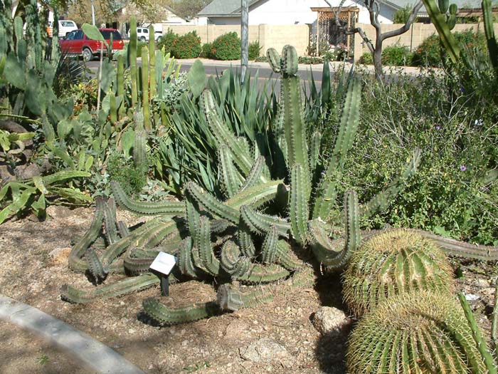 Plant photo of: Stenocereus stellatus