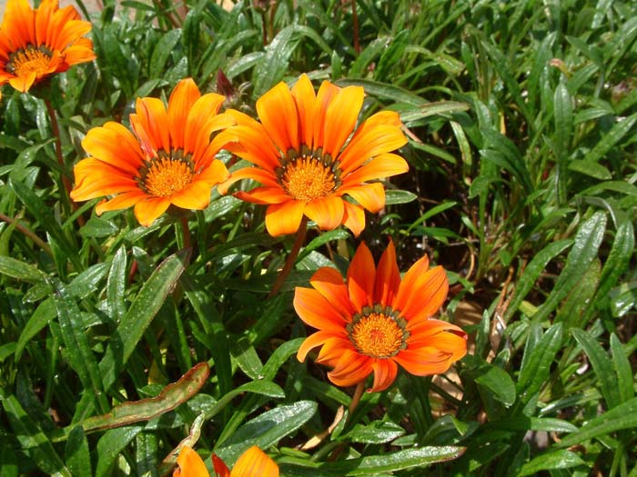 Plant photo of: Gazania 'Fiesta Red'