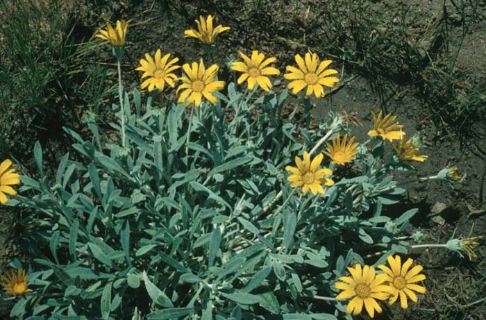 Plant photo of: Gazania rigens leucolaena 'Sun Gold'