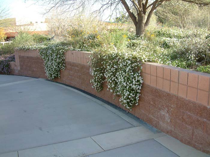 Plant photo of: Lantana montevidensis 'White'