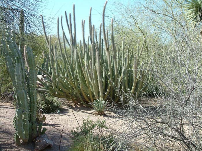 Plant photo of: Pachycereus schottii