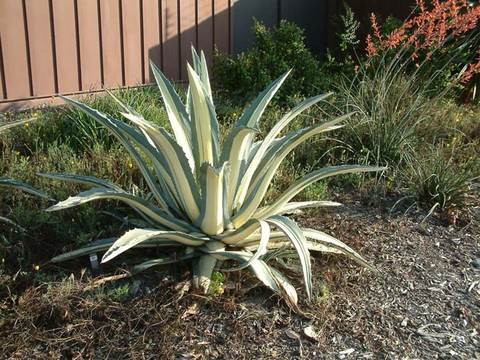 Plant photo of: Agave americana var. medio-picta