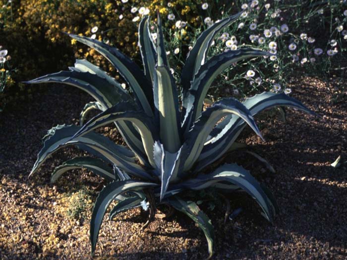 Plant photo of: Agave americana var. medio-picta