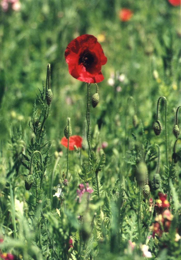 Plant photo of: Papaver rhoeas 'Red Shirley'