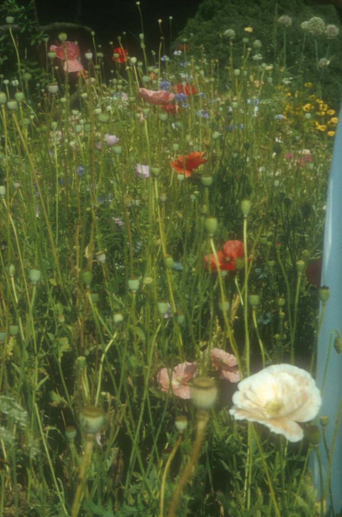 Plant photo of: Papaver rhoeas 'Red Shirley'