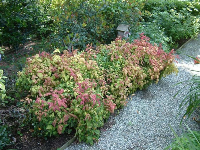 Plant photo of: Nandina domestica 'Nana Compacta'