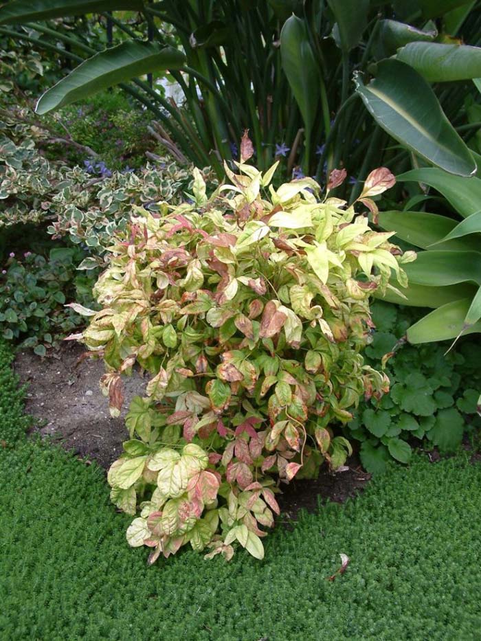 Plant photo of: Nandina domestica 'Nana Compacta'