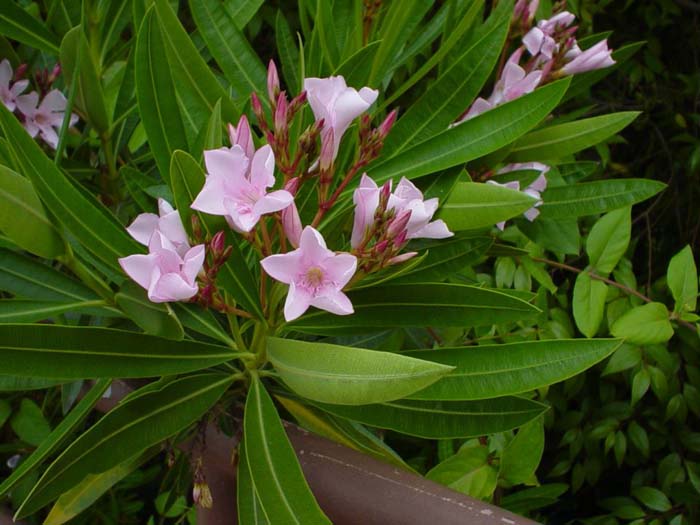 Plant photo of: Nerium oleander