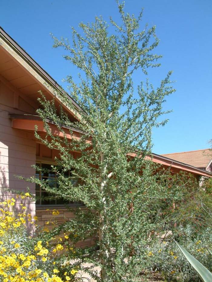 Plant photo of: Bursera microphylla