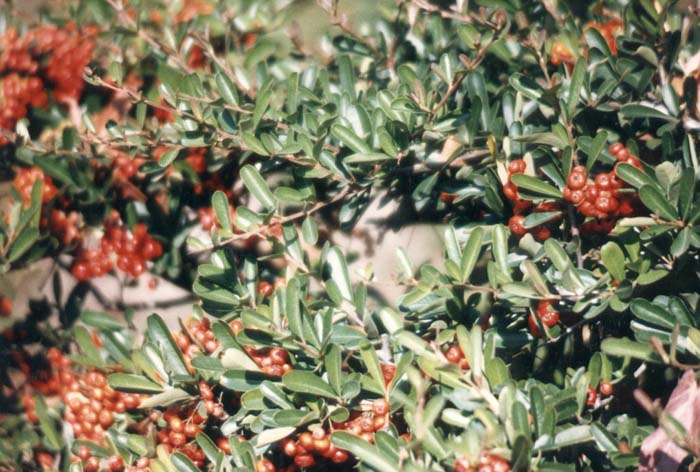 Plant photo of: Pyracantha koidzumii