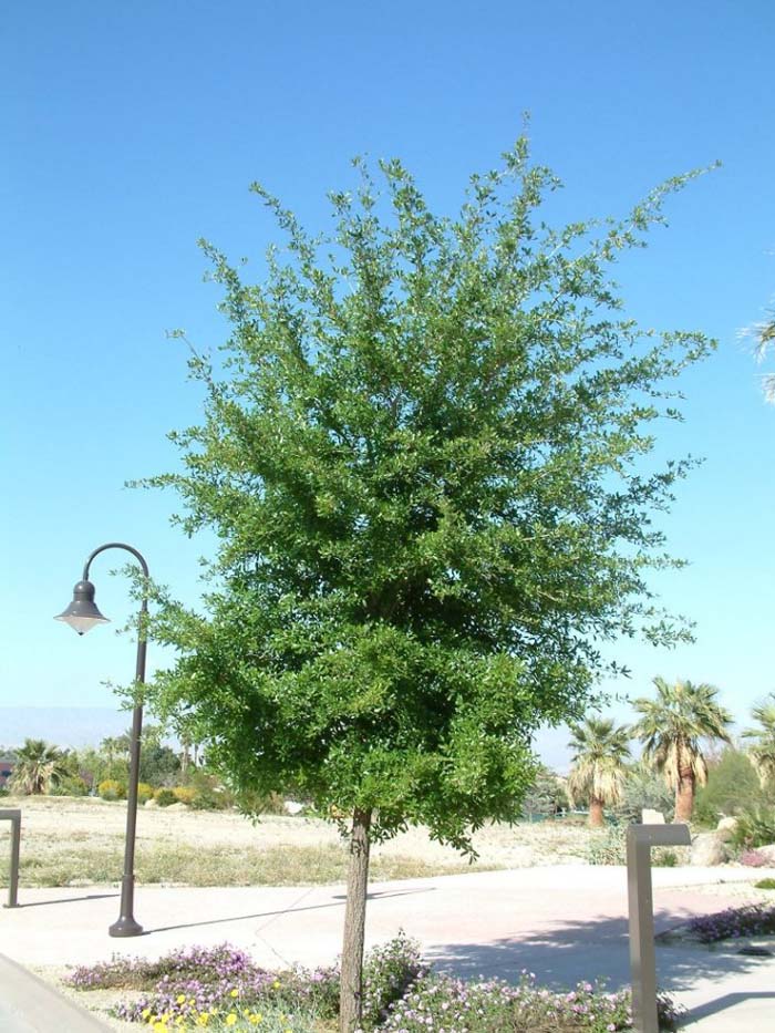 Plant photo of: Quercus virginiana