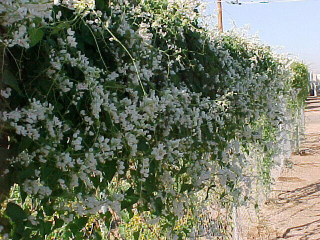 Plant photo of: Antigonon leptopus