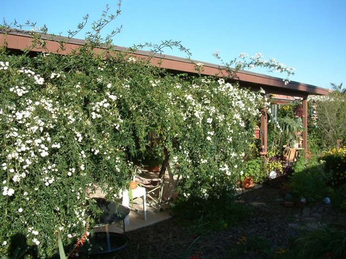 Plant photo of: Rosa banksiae