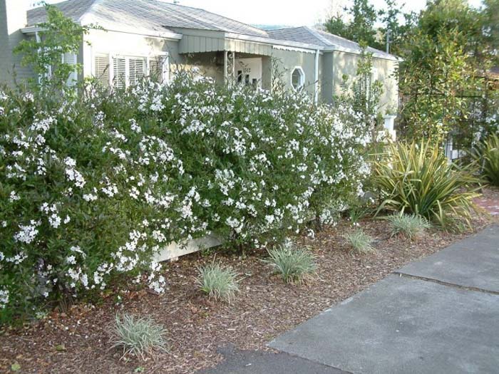 Plant photo of: Solanum jasminoides