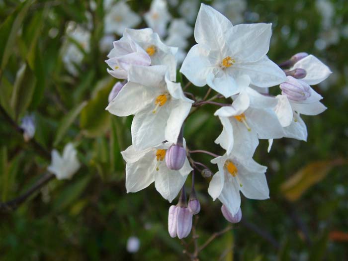 Plant photo of: Solanum jasminoides