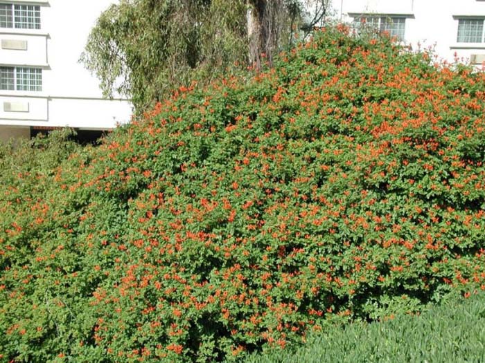 Plant photo of: Tecoma capensis