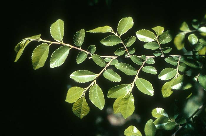 Plant photo of: Ulmus parvifolia