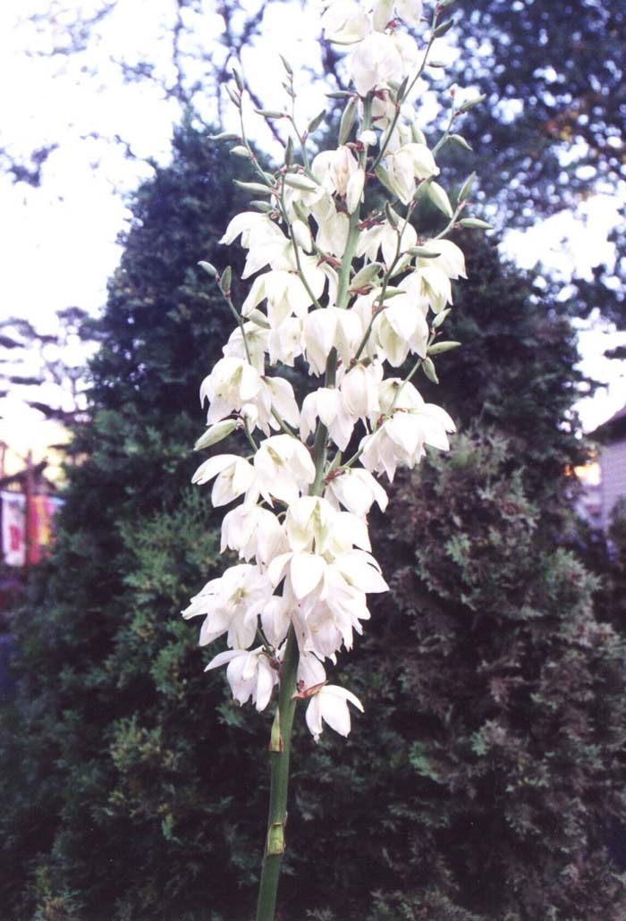 Plant photo of: Yucca gloriosa