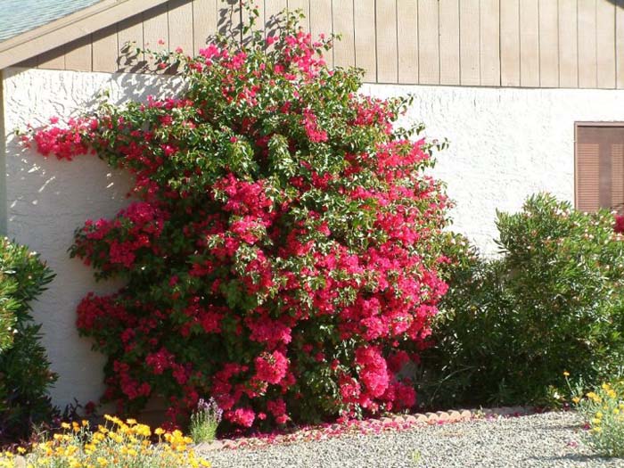 Plant photo of: Bougainvillea spectablis 'Magenta'