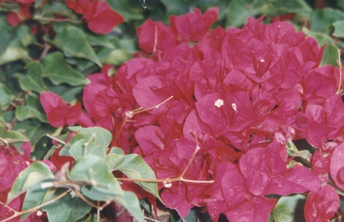 Plant photo of: Bougainvillea spectablis 'Magenta'