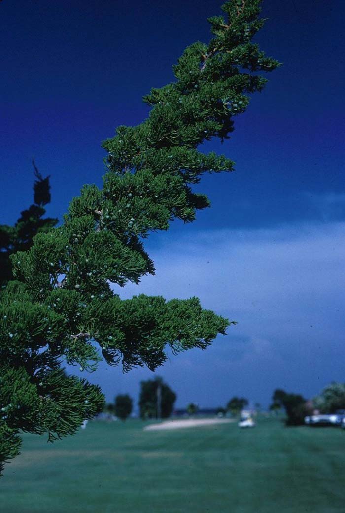 Plant photo of: Juniperus chinensis 'Kaizuka'