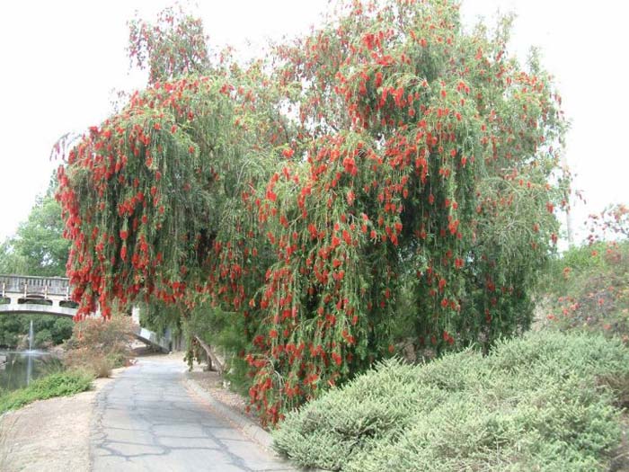 Plant photo of: Callistemon citrinus