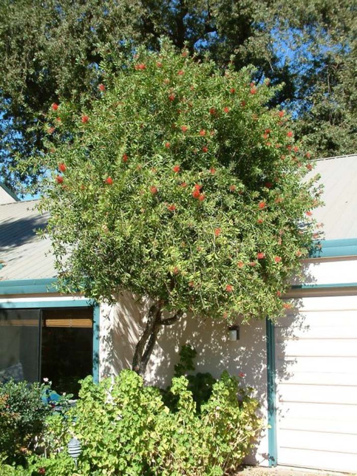 Plant photo of: Callistemon citrinus