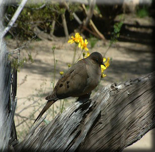 Plants that Attract Birds