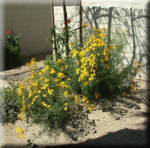 Fragrant Plants