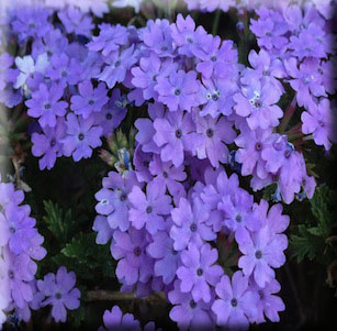 Groundcovers