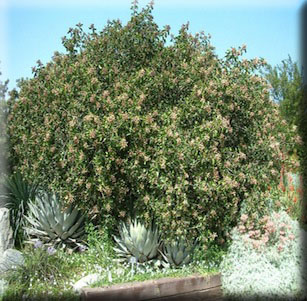 Hedge and Screen Plants