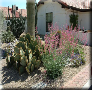 Saguaro Haven