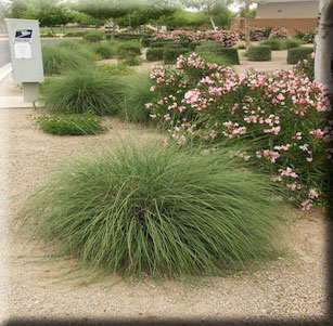 Ornamental Grasses