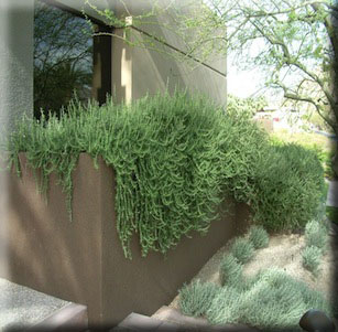 Planters