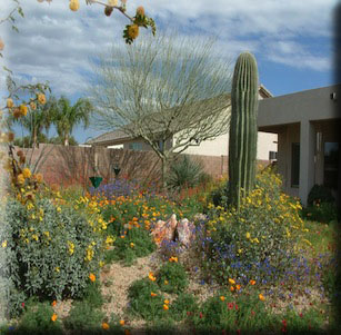 Desert Color Explosion
