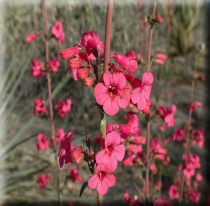 Wildflower Gardens